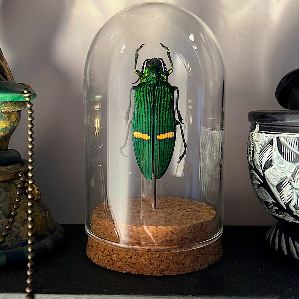 African water beetle; has never been touched by hands